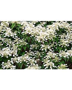 Хортензия  Anomala Petiolaris- Hydrangea Anomala Petiolaris 1 бр