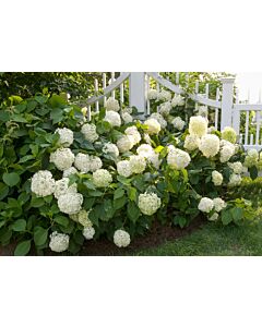  Хортензия бяла - Hydrangea Macrophylla White