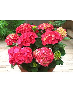 Хортензия (Hydrangea Macrophylla Red)– червена