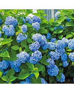 Хортензия синя - Hydrangea Macrophylla Blue - 1 бр.