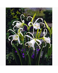 Исмене Zwanenburg -  Hymenocallis (Ismene) festalis Zwanenburg
