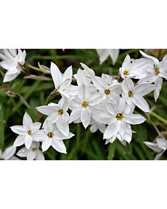 Ифейон uniflorum White Star - 1 бр.