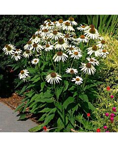 Ехинацея / Echinacea White Swan  / 1 бр