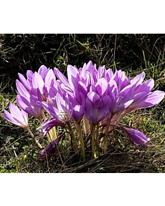 Колхикум /есенен минзухар / Colchicum Bornmuelleri 1 бр