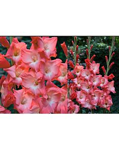 Гладиол /Gladiolus  'Sogno' /1 бр