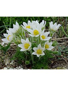 Котенца /Pulsatilla White / 1 бр