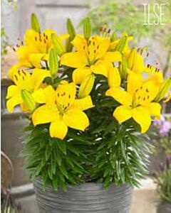 Лилиум азиатски за саксия Илсе - Lilium asiatic for pot 'Ilse' 14/16 - 1 бр.