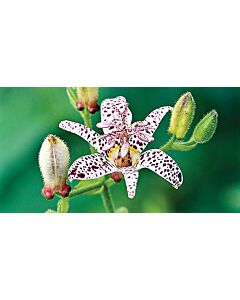 Трицитрис бял /tricyrtis white spotted/ 1 бр