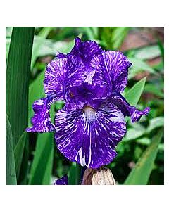 Ирис Germanica Purple Striped White / 1 оп- 1 бр