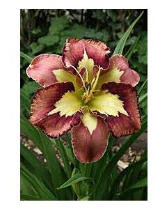 Хемерокалис /Hemerocallis Spacecoast behaviour pattern/ 1 бр