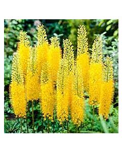 Еремурус / EREMURUS MONEYMAKER / 1 бр