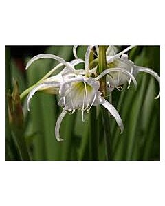 Исмене /Hymenocallis 'Advance'/- 1бр