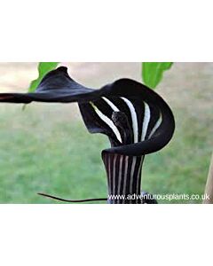 Arisaema concinum/ 1 бр