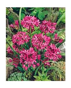 Декоративен лук Ореофилум /Allium oreophilum/