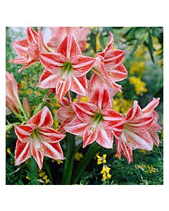 Амарилис /Hippeastrum 'Fairy Tale'/- 1 бр