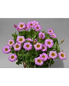 Киселиче / Oxalis depressa / 1 бр