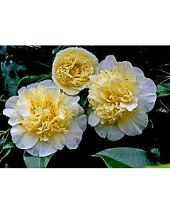 Камелия жълта - Camelia Japonica Yellow - 1 бр
