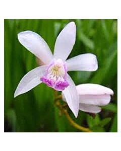 Земна орхидея /Bletilla striata 'Kuchibeni'/- 1 бр
