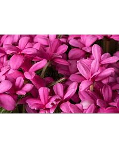 Родохипопсис /Rhodohypoxis baurii pink/ 1 бр