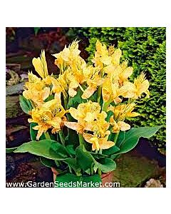 /Канна 'Golden Lucifer'/- 1 бр