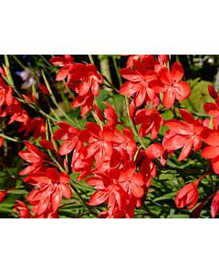 Шизостилис / Schizostylis coccinea / 1 бр