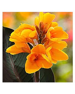 Канна brownleaved yellow/-1 бр