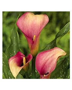 Кала - Zantedeschia 'Auckland' - 1 бр