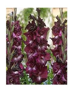 Гладиол Шаки Зулу /Gladiolus 'Shaka Zulu'/