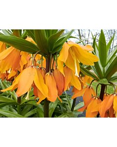 Фритилария / Fritillaria imperialis eduardii / 1 бр