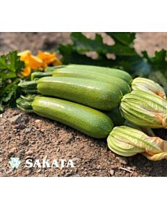 Тиквички Император /Sakata/ - 500 сем