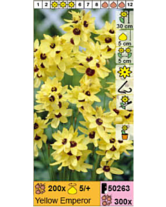 Иксия Yellow Emperor - 1 брой