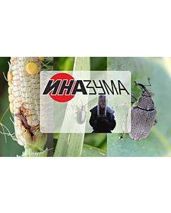 Иназума НОВ - 1 кг