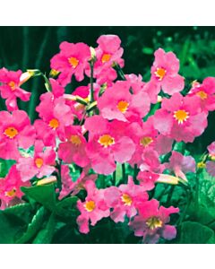 Инкарвилея розова- Incarvillea Pink -2 бр.