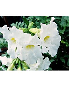 Инкарвилея бяла -  Incarvillea White - 2 бр.