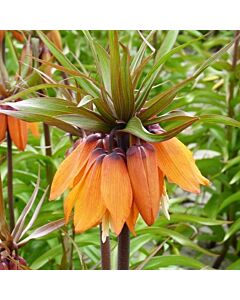 Фритилария / Fritillaria 'Sunset' / 1 бр