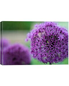 Декоративен лук Globus / Allium Globus /