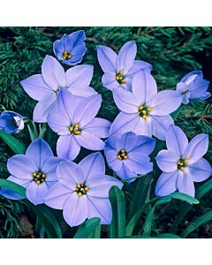 Ифейон /Ipheion uniflorum 'Rolf Fiedler'/ 1 бр