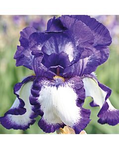 Ирис /IRIS GERM. STEPPING OUT / 