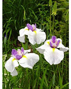 Ирис / Iris ensata Queens Tiara / 1 бр
