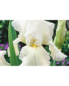 Ирис / IRIS GERM. BOULE DE NEIGE/ 