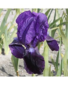 Ирис тъмно-син / iris germanica rood / 1 оп