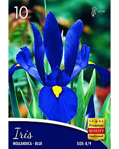 Ирис hollandica blue