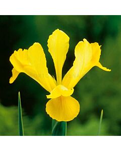 Ирис жълт  /Iris dutch yellow/ 1 бр