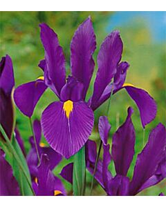 Ирис hollandica purple sensation- 1 бр