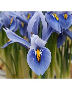 Ирис Iris Ret. Cantab 1 бр