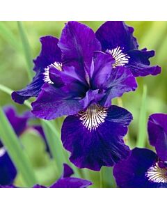 Ирис sibirica Shirley Pope