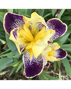 Ирис / IRIS GERM. NIBELUNGE / 