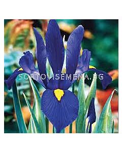 Ирис /Iris dutch 'Blue Pearl'/- 1 бр
