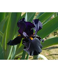 Ирис черен / iris germanica zwart / 1 оп