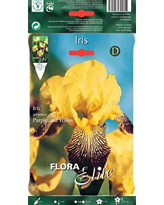 Ирис лилаво-жълт / Iris germanica purple/yellow / 1 оп ( 1 бр )